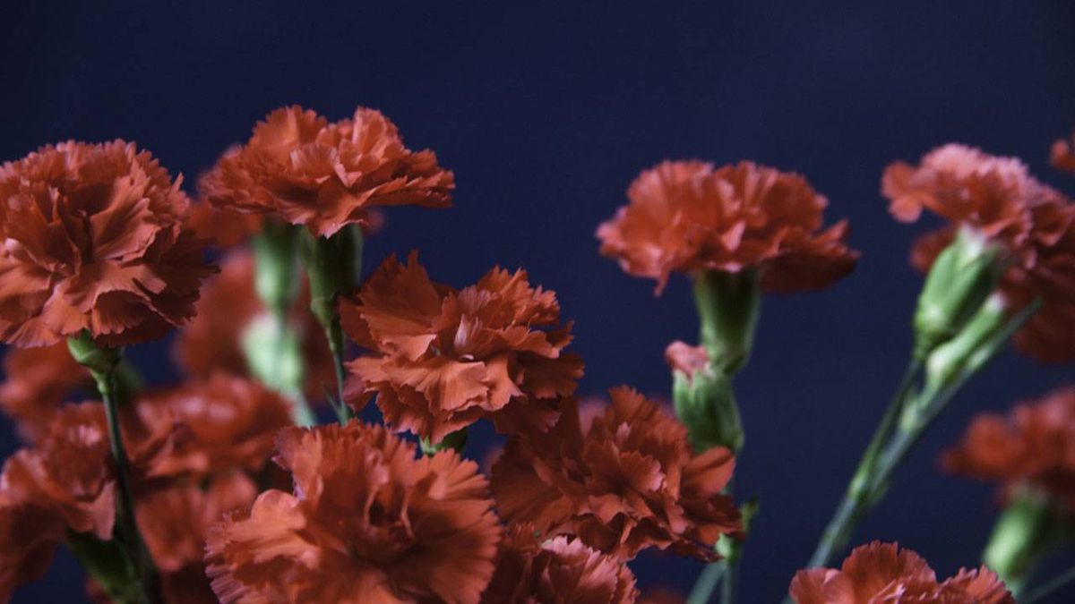 caracteristicas de los claveles