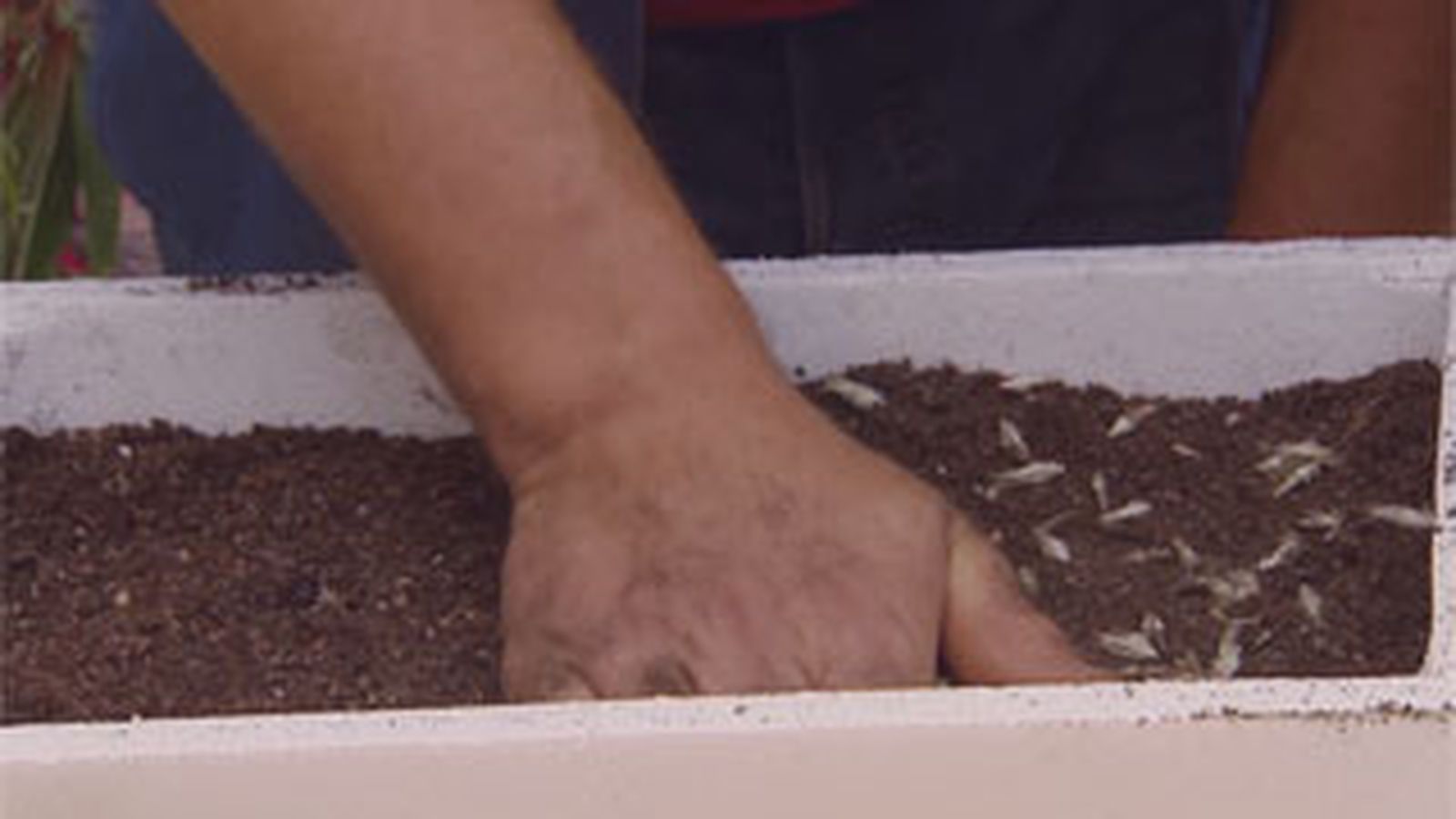 BRICO_JARDIN_883_Siembras con semillas otoñales paso 6