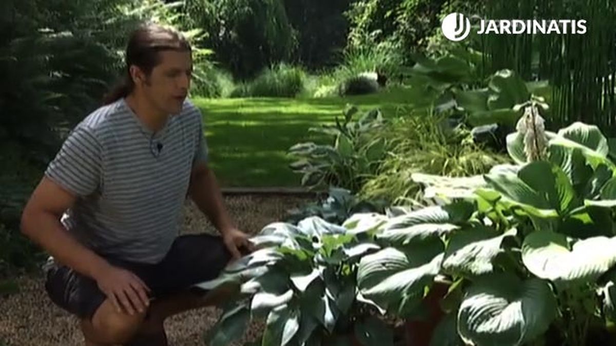 variedad hojas azuladas hostas y hermosas deco 454 jardin