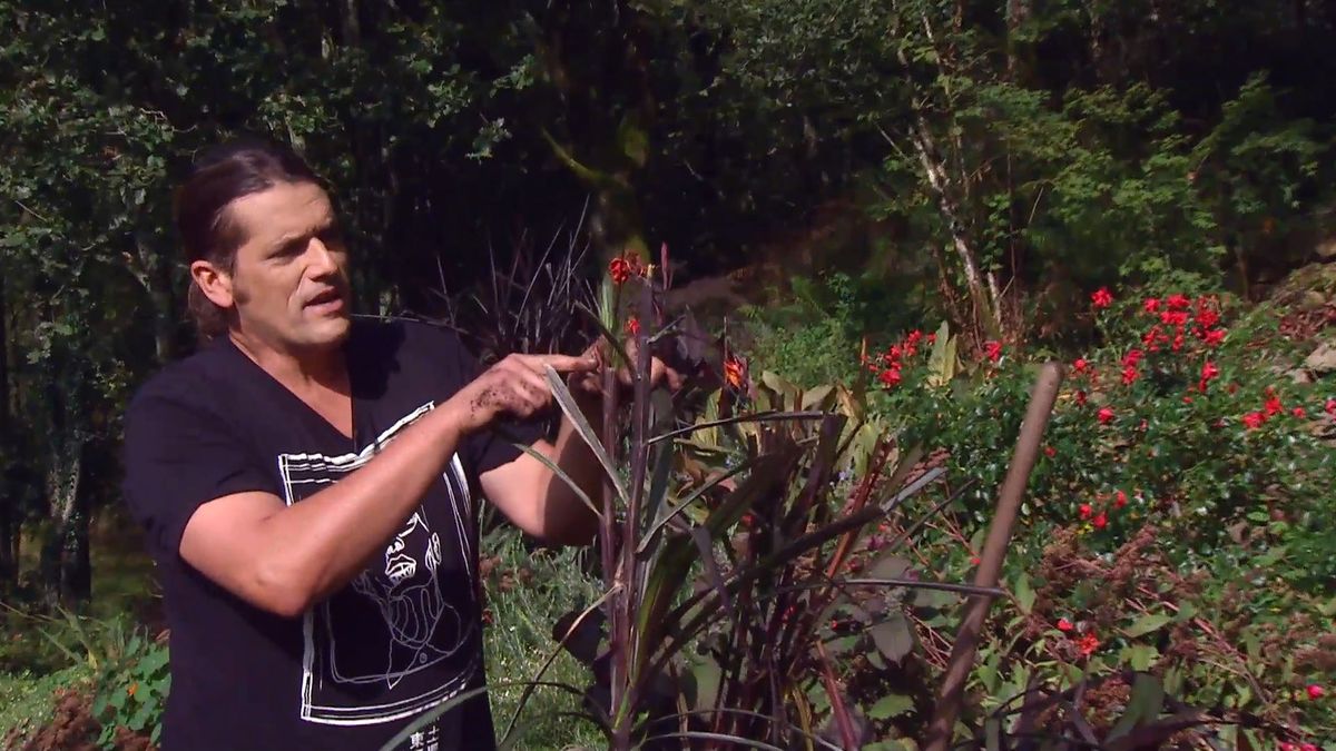 deco666 jardineria pennisetum vertigo brotes nuevos