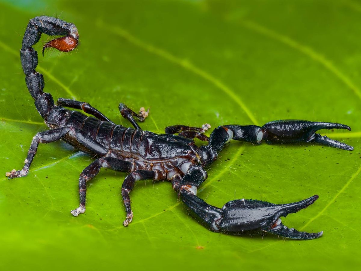 El pandinus imperator es uno de los escorpiones más grandes que se conocen.