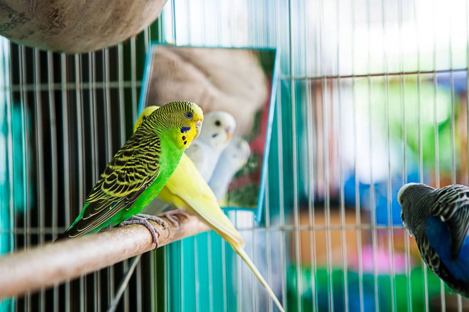 Esta completa guía te dará las claves que debes conocer para tener un pájaro en casa.