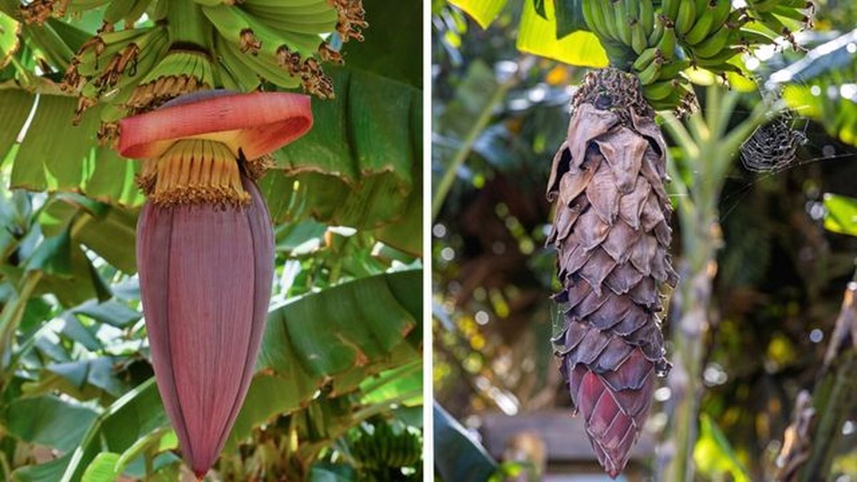flor y fruta bananero