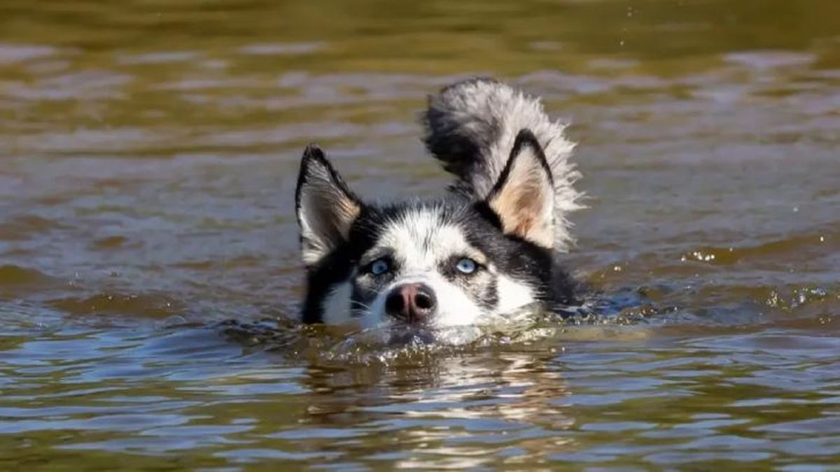 Perro husky nadando en el agua