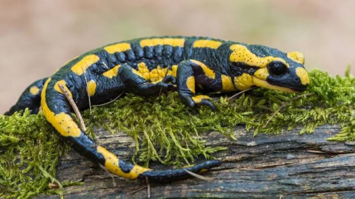 animales que empiezan por s salamandra (1)