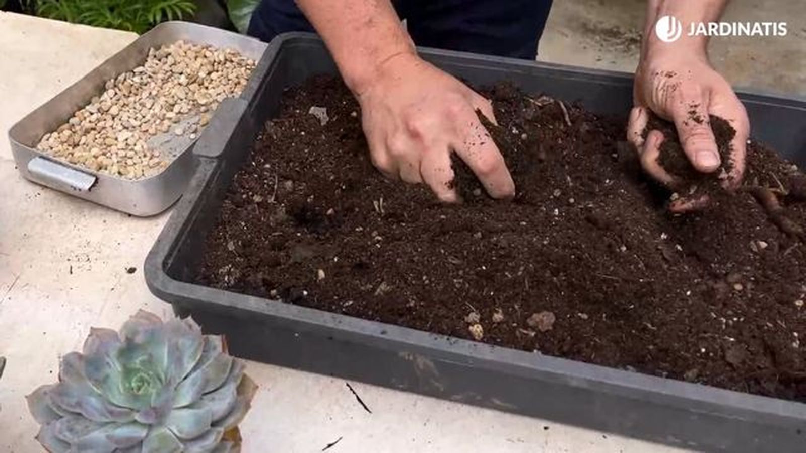 sustrato para las echeverias jardinatis 23 31 sustrato para las echeverias jardinatis 23 31