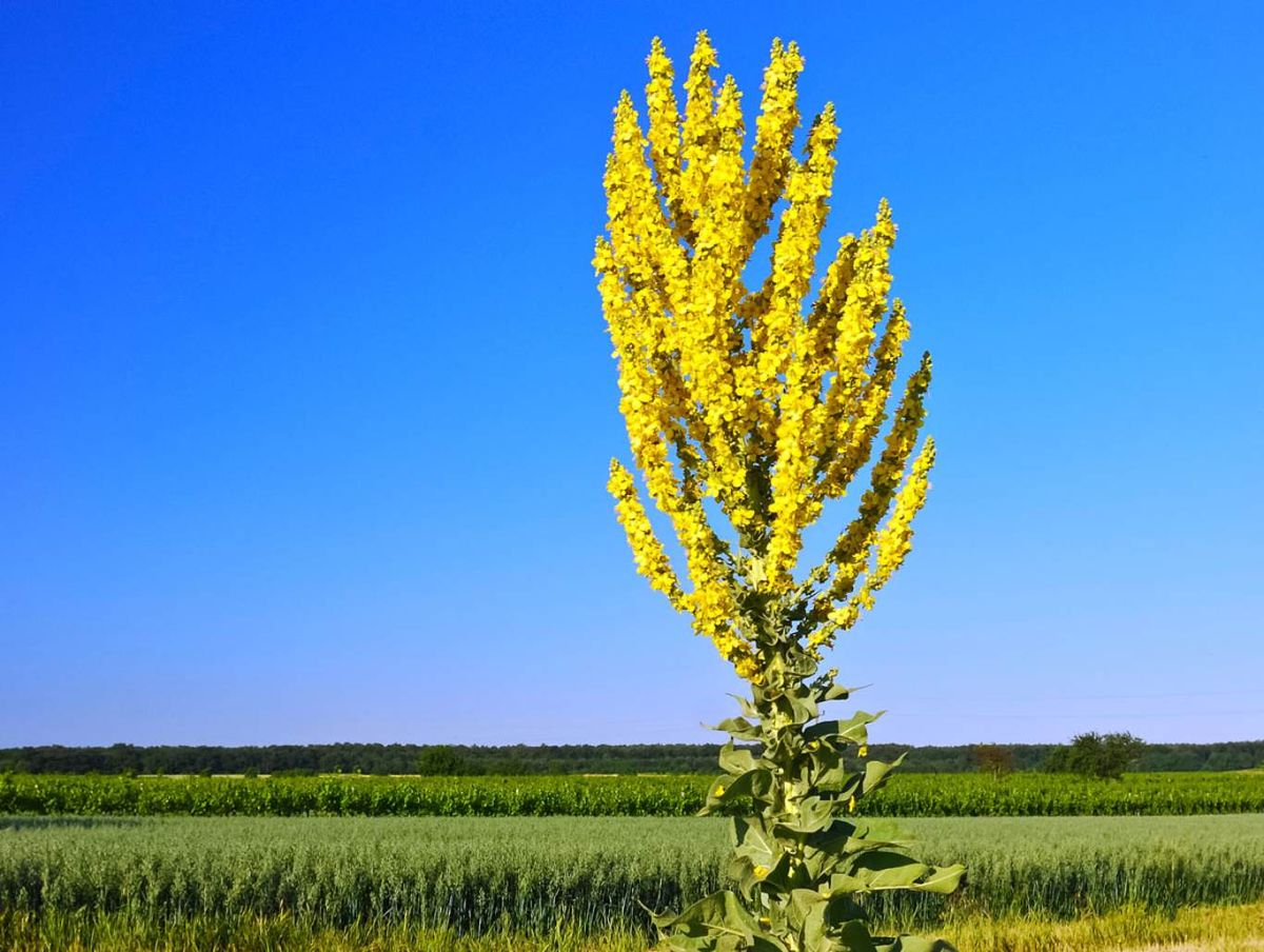 Verbascum thapsus.