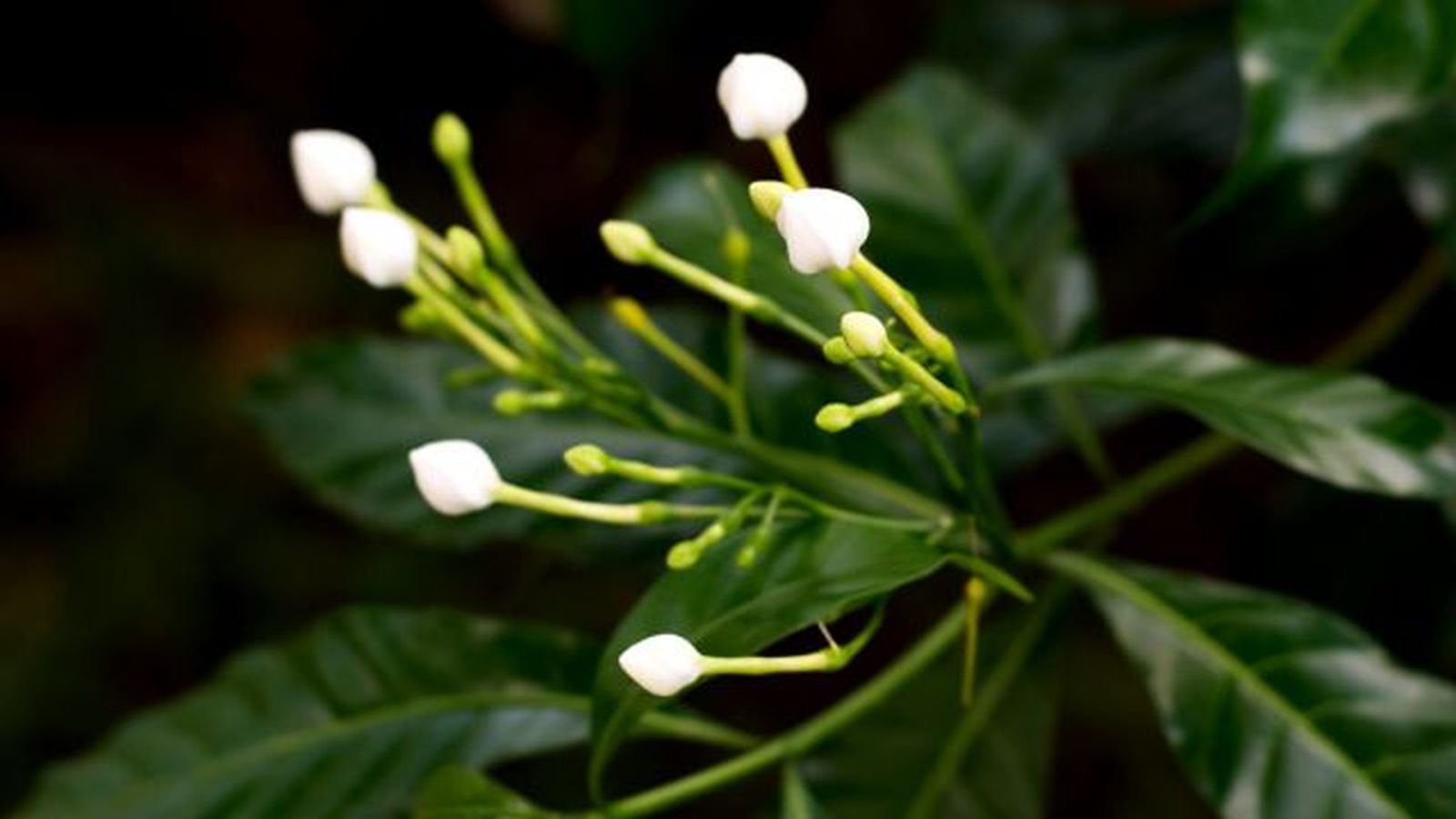 capullos de flor de la gardenia
