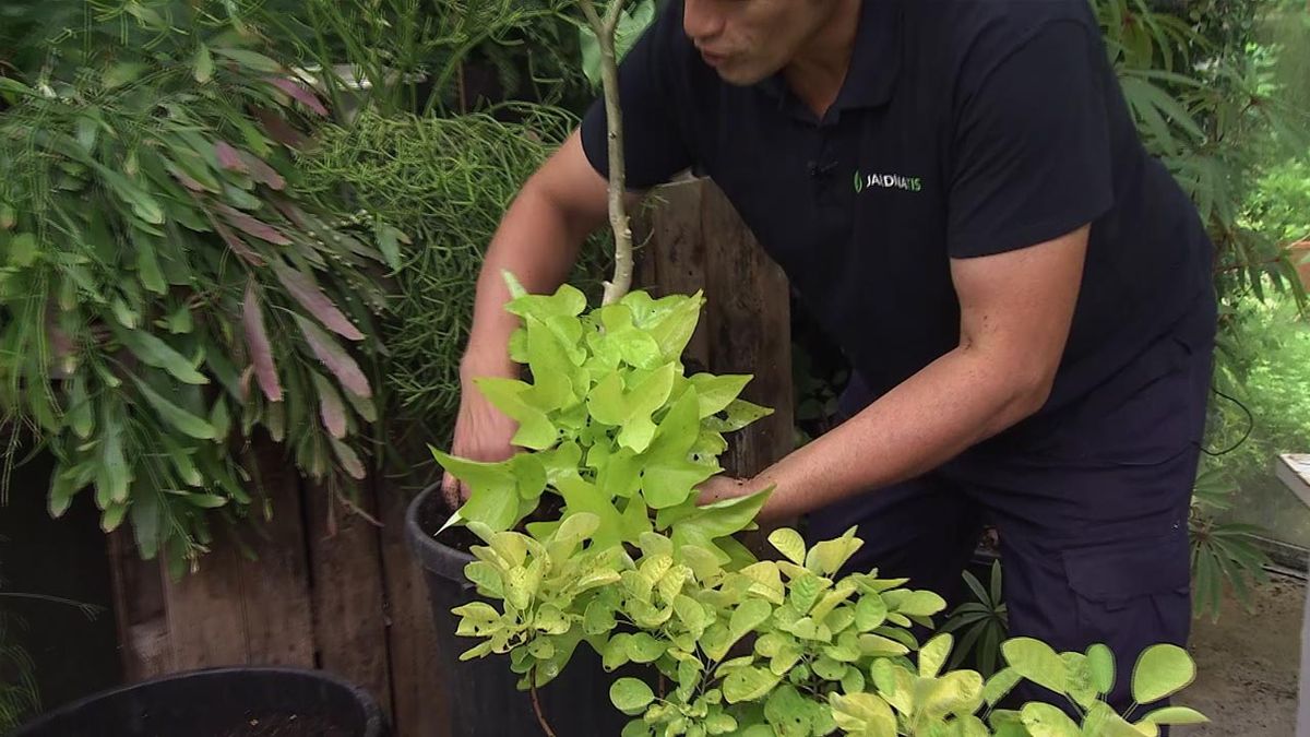 deco782 composicion brugmansia arborea boniato amarillo