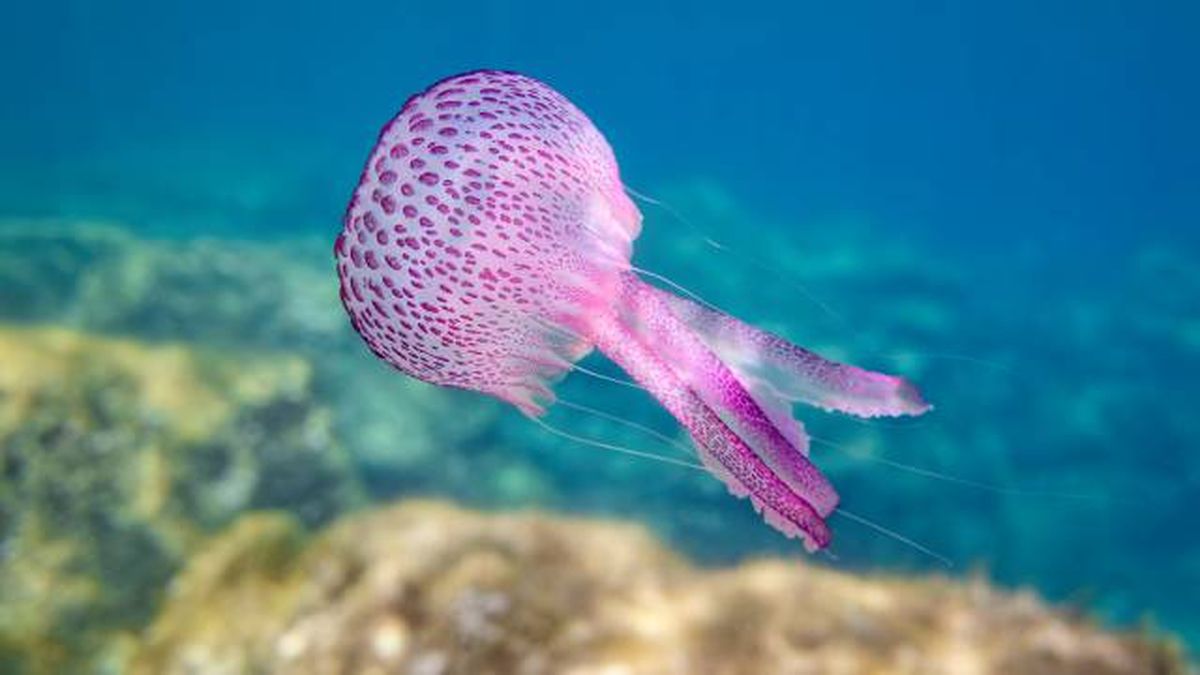 animales que empiezan por M medusa