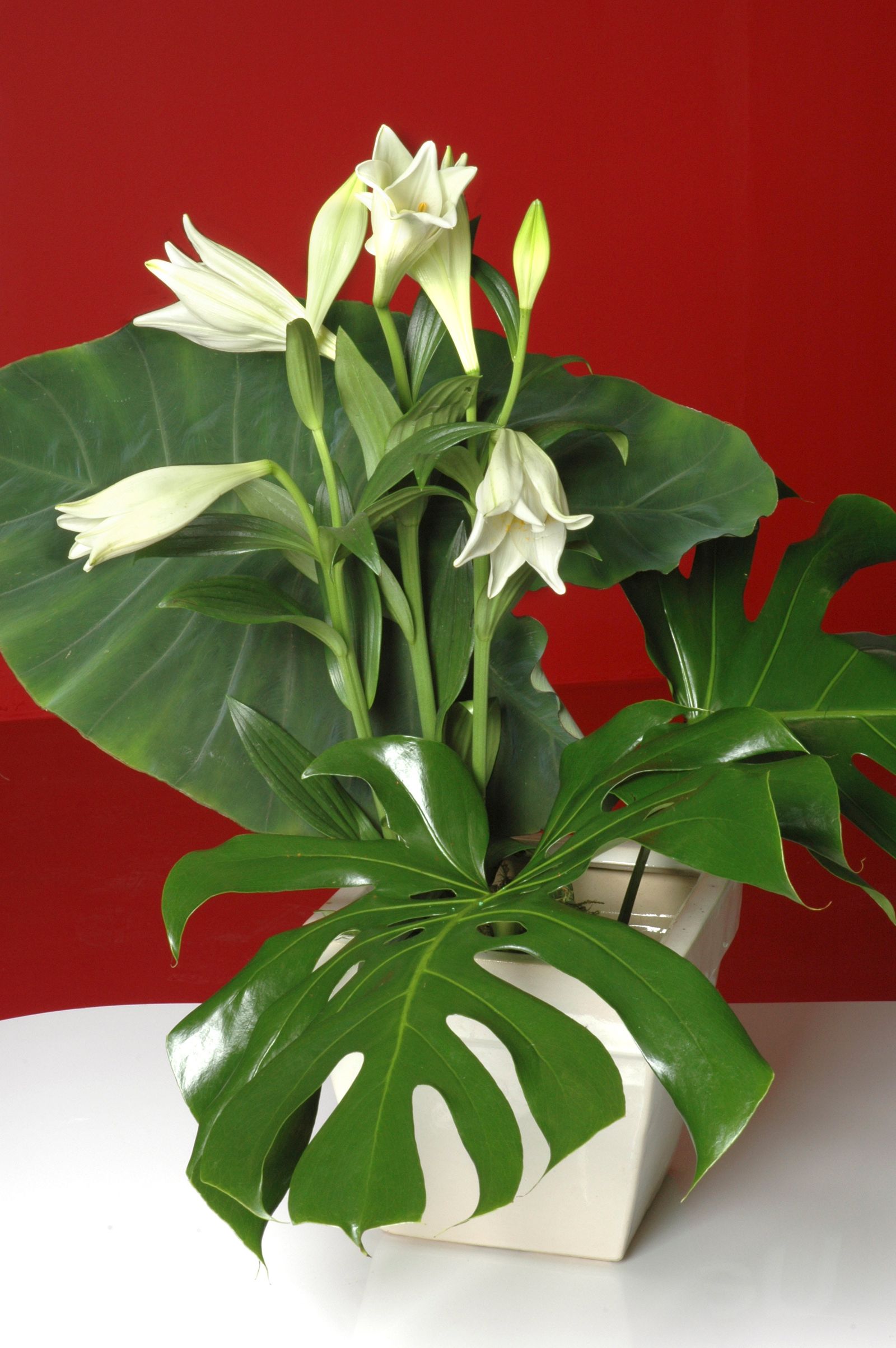 plantacion alocasia xl plantacion alocasia xl