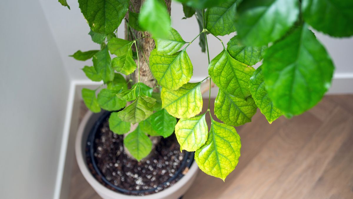 Aísla las plantas que tienen ácaros