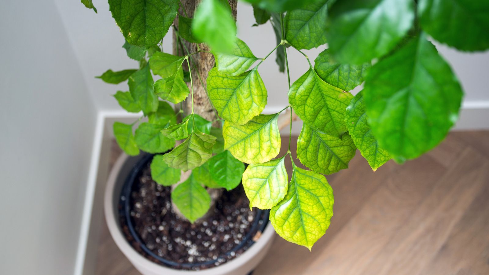 Aísla las plantas que tienen ácaros