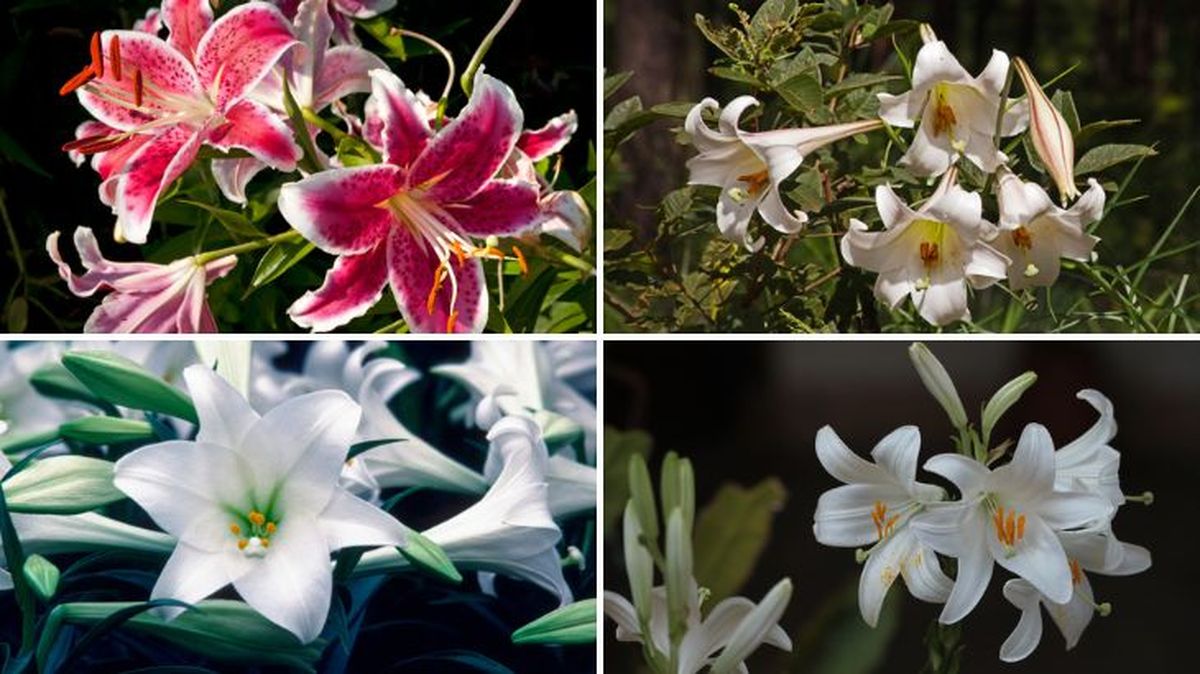 Lilium star gazer lilium sterling star lilium formosanum var pricei lilium candidum