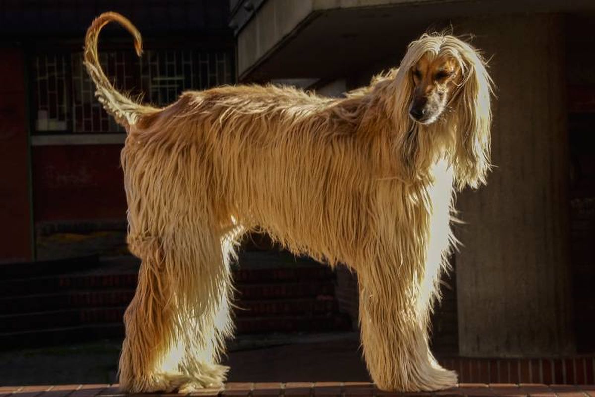 Esta raza de perro necesita seguir una dieta equilibrada y de alta calidad.