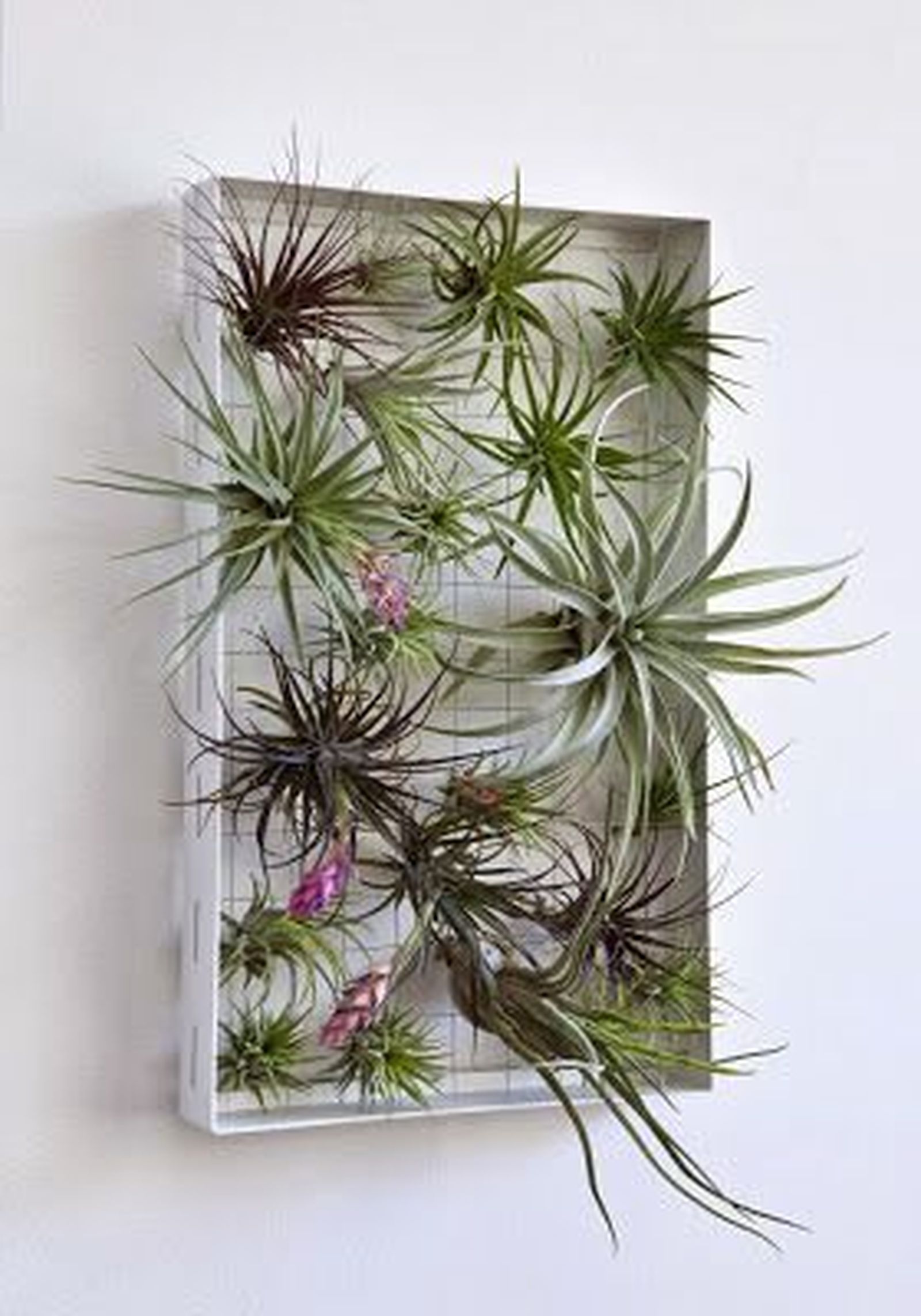 plantas aereas colgantes jardin vertical