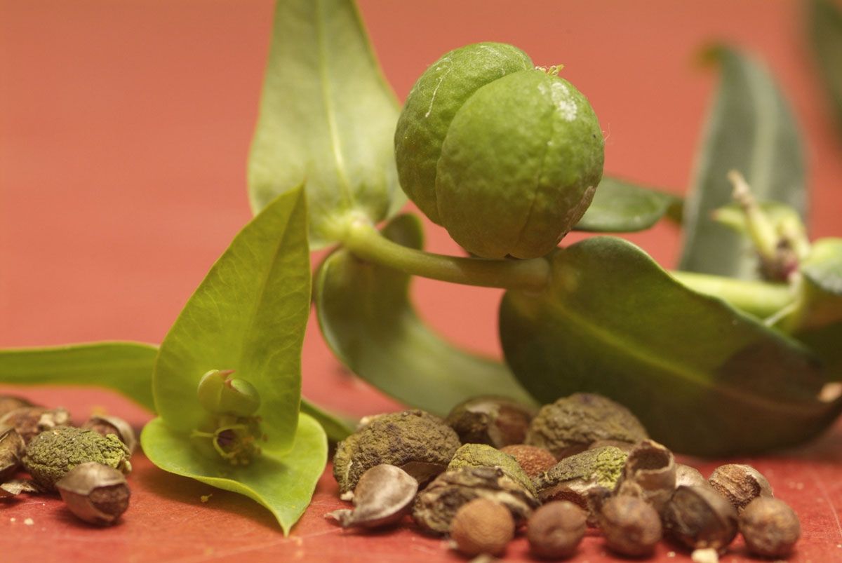 Planta para evitar topos paso 1