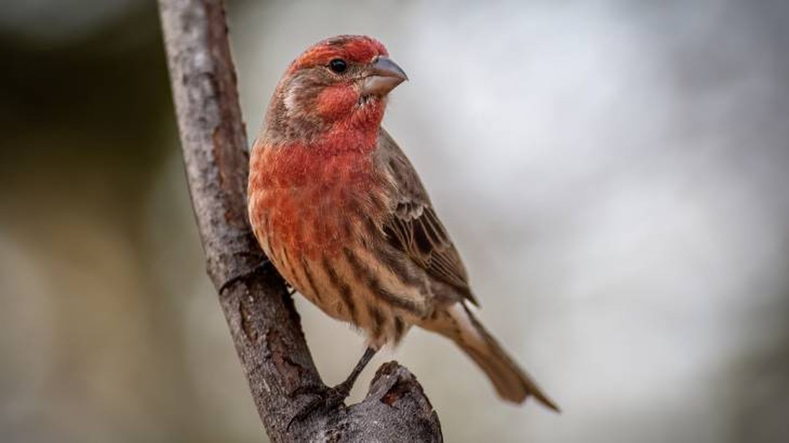 enfermedades de los pajaros sintomas enfermedades de los pajaros sintomas