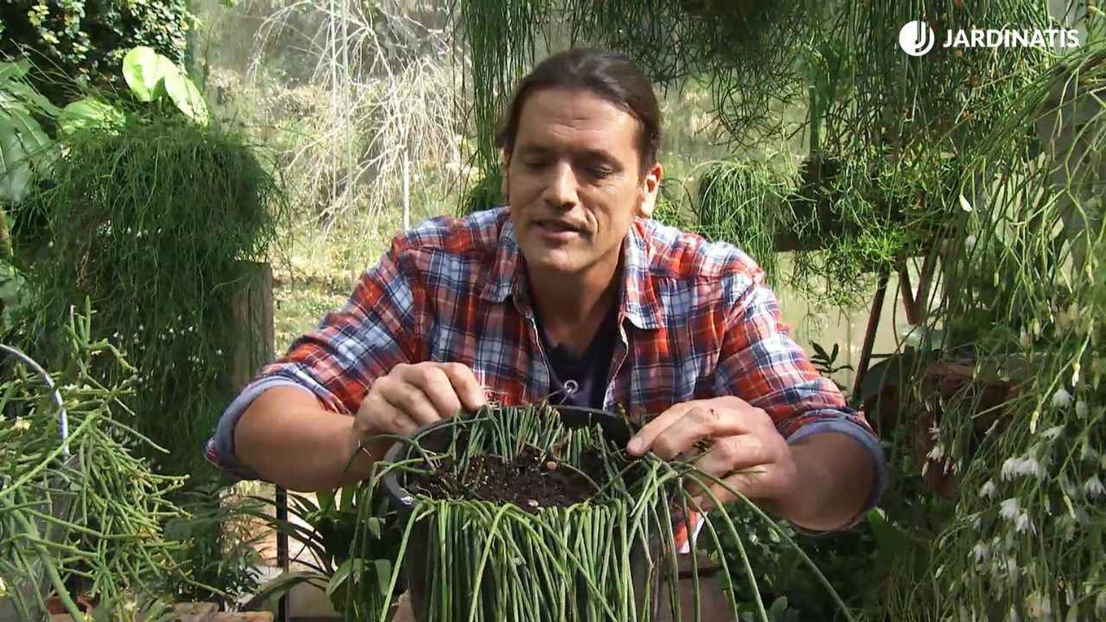 Acodo de Rhipsalis