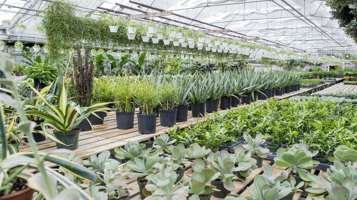 El periodo de adaptación tras la plantación es muy importante