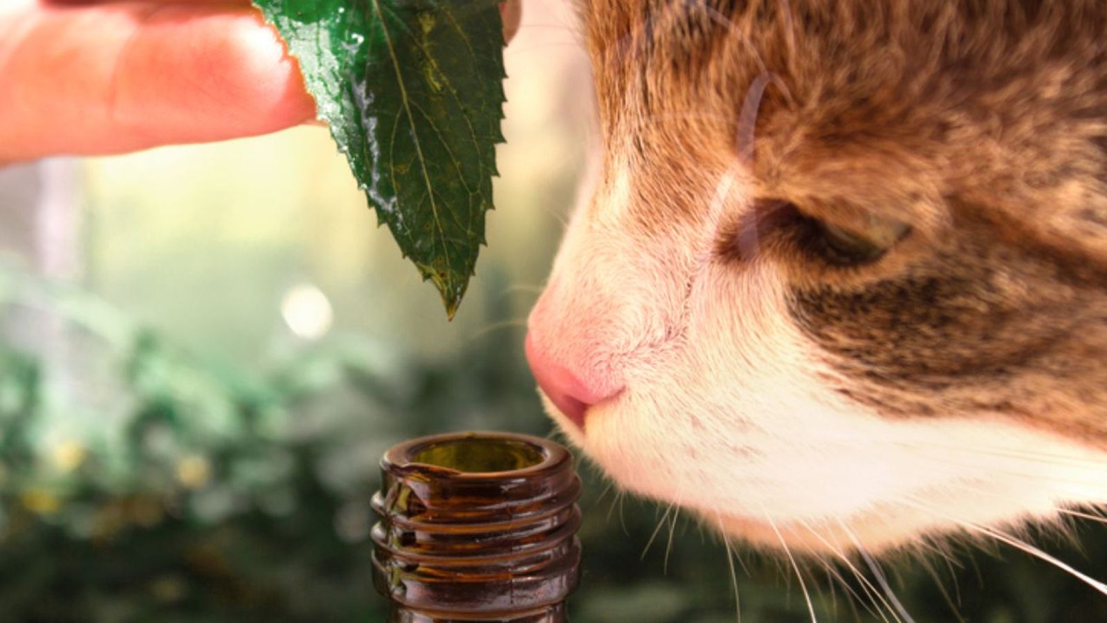 aromaterapia en gatos