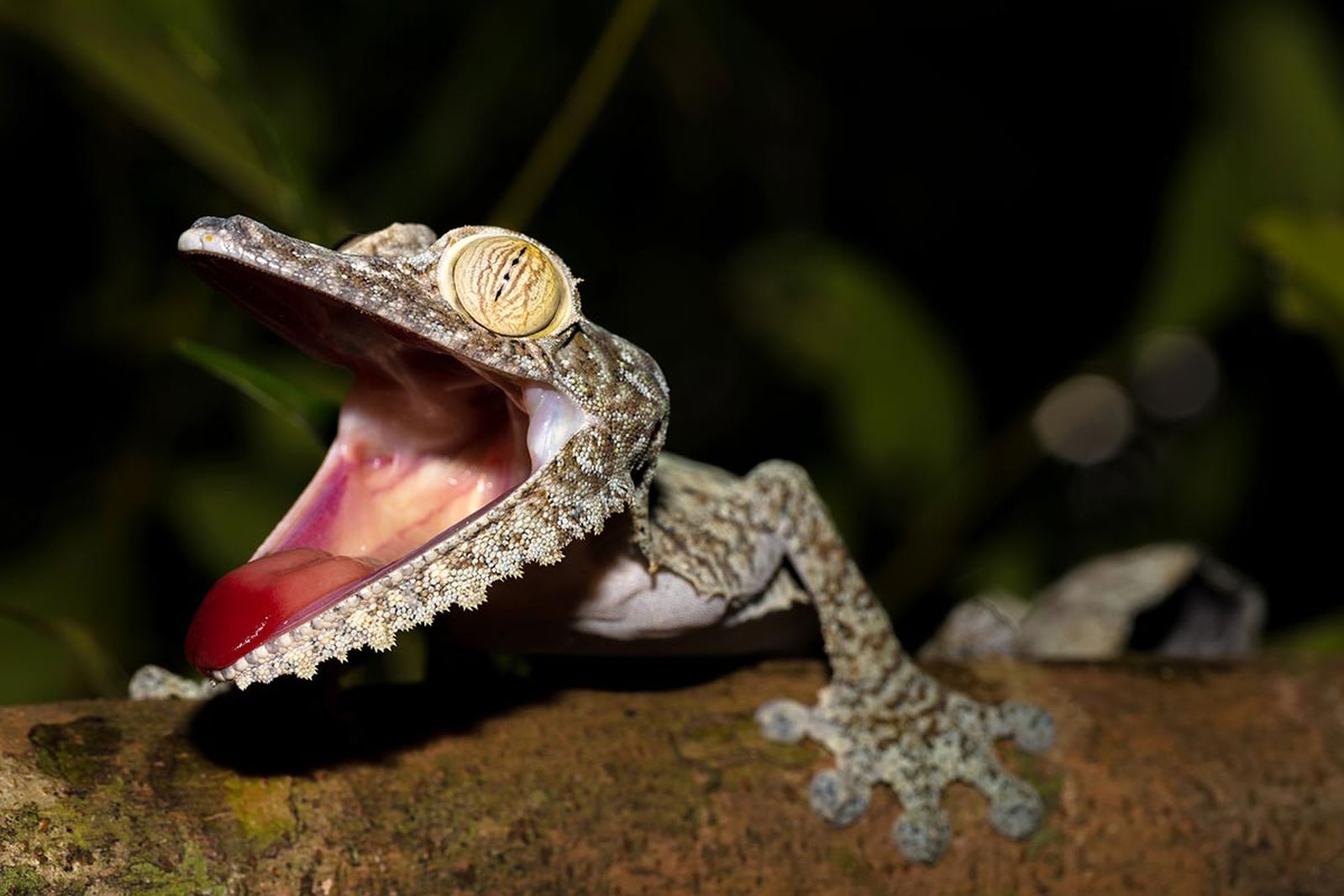 reptiles gecko cola de hoja3 reptiles gecko cola de hoja3
