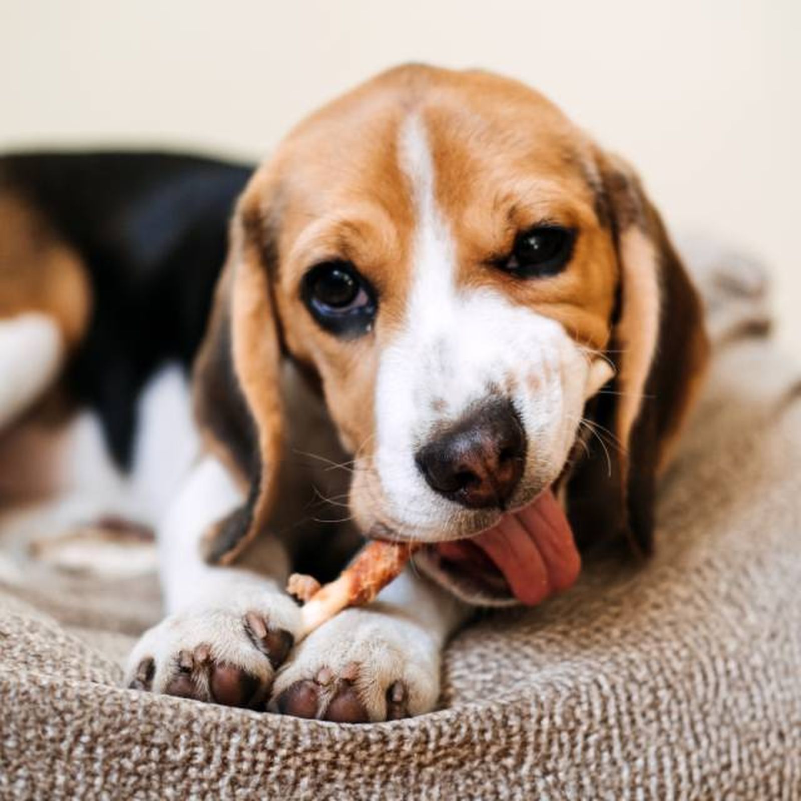 productos para perros mas vendidos amazon premios naturales productos para perros mas vendidos amazon premios naturales
