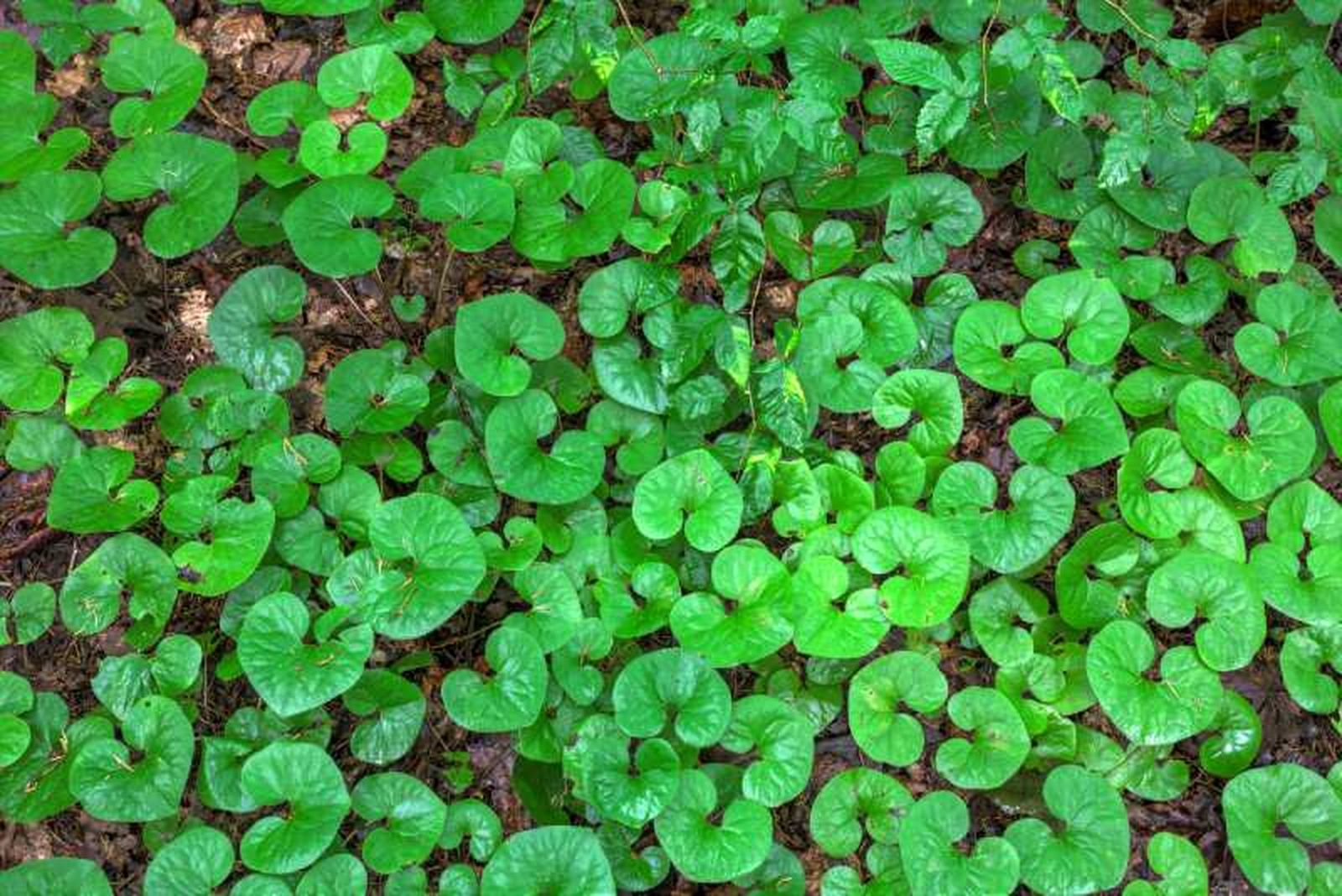 Asarum canadense Asarum canadense
