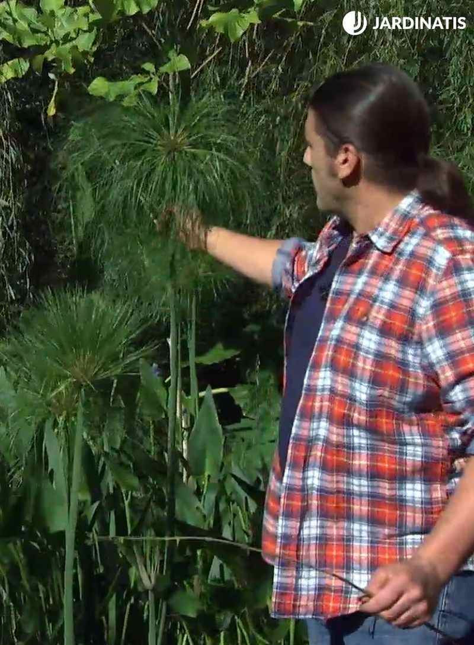 El Cyperus papyrus es una planta acuática de hoja verde muy decorativa El Cyperus papyrus es una planta acuática de hoja verde muy decorativa
