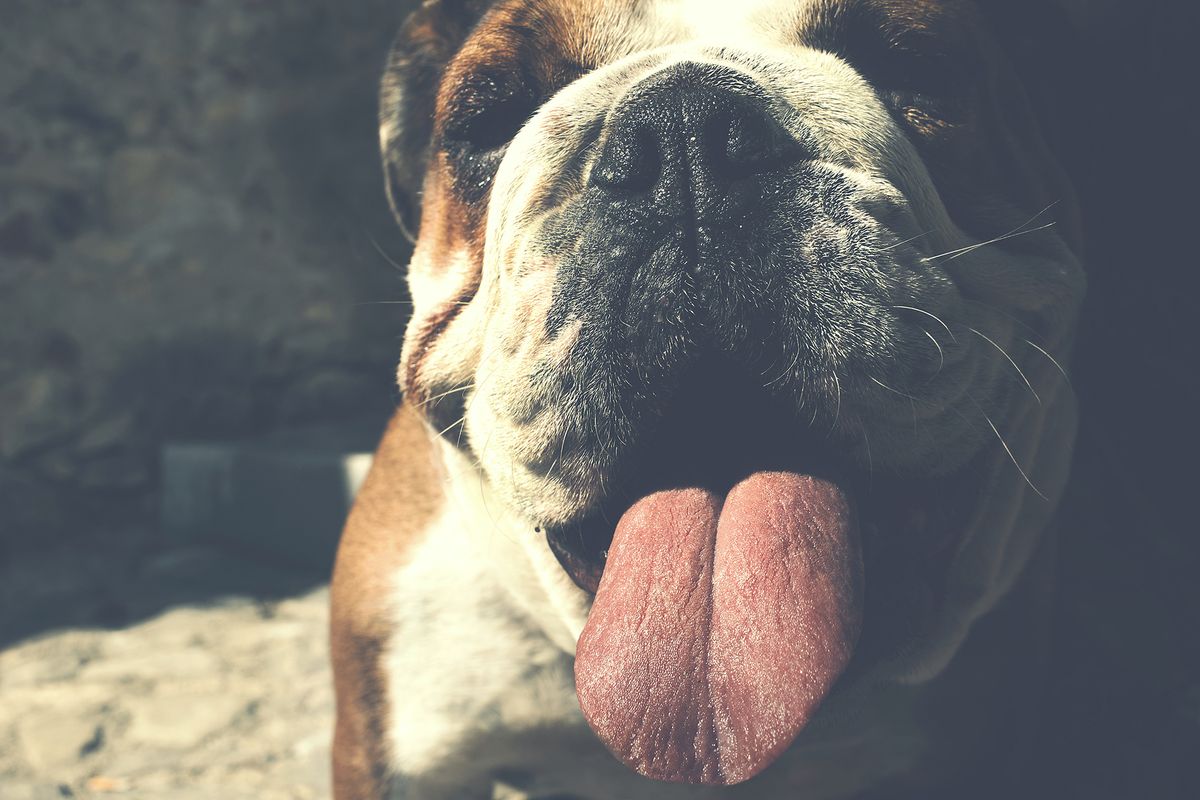 mascotas perros braquicefalicos razas