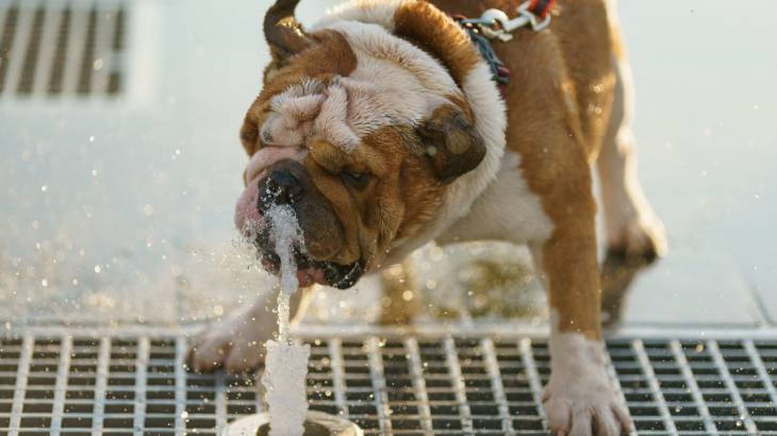 ciudad dogfriendly espana factores ciudad dogfriendly espana factores