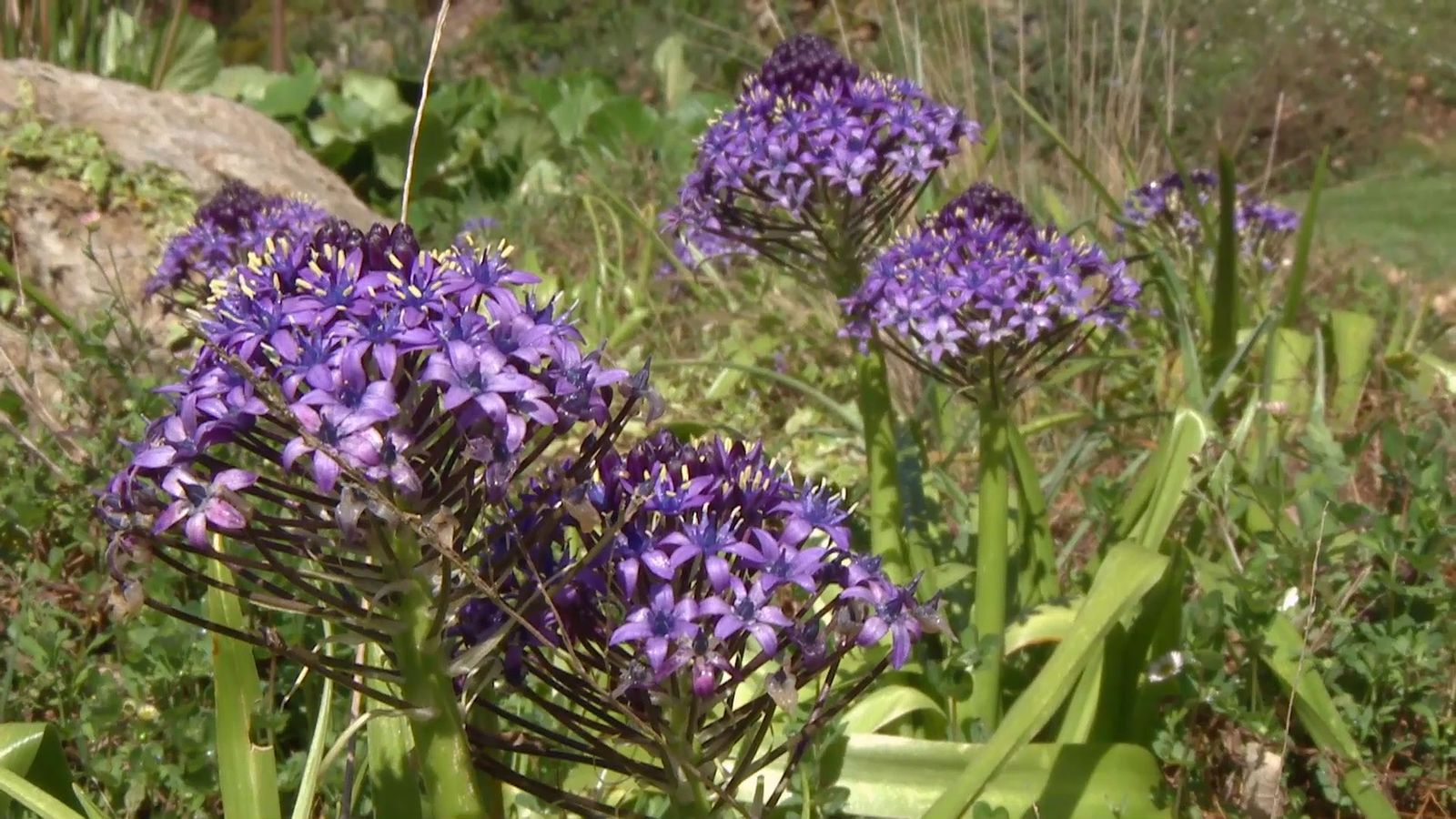 deco 693 jardineria scilla peruviana caracteristicas deco 693 jardineria scilla peruviana caracteristicas