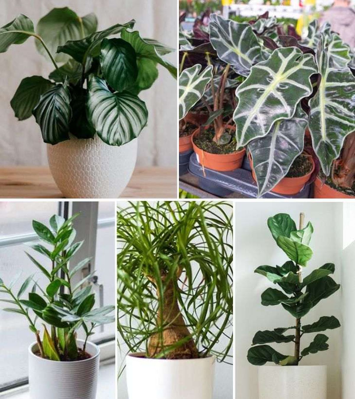 plantas tropicales de interior 3