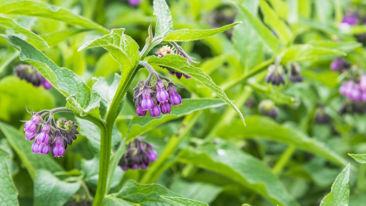 Plantas que mejoran el suelo: La consuelda
