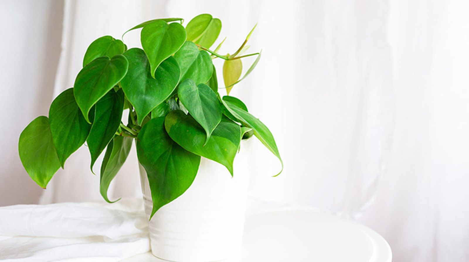Philodendron scandens. Philodendron scandens.