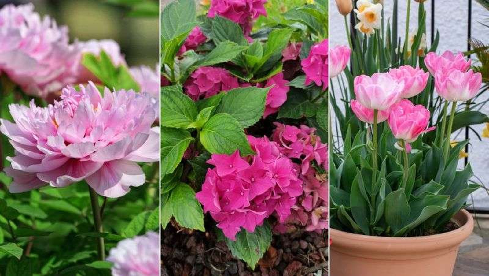 De izq. a drcha.: peonía, hortensia y tulipán De izq. a drcha.: peonía, hortensia y tulipán