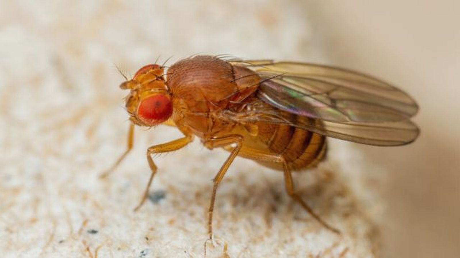 mosca de la fruta ceratitis capitata mosca de la fruta ceratitis capitata
