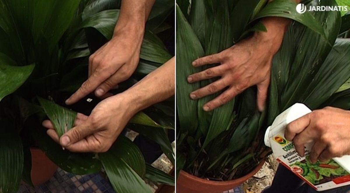 Puede ser atacada por babosas y orugas