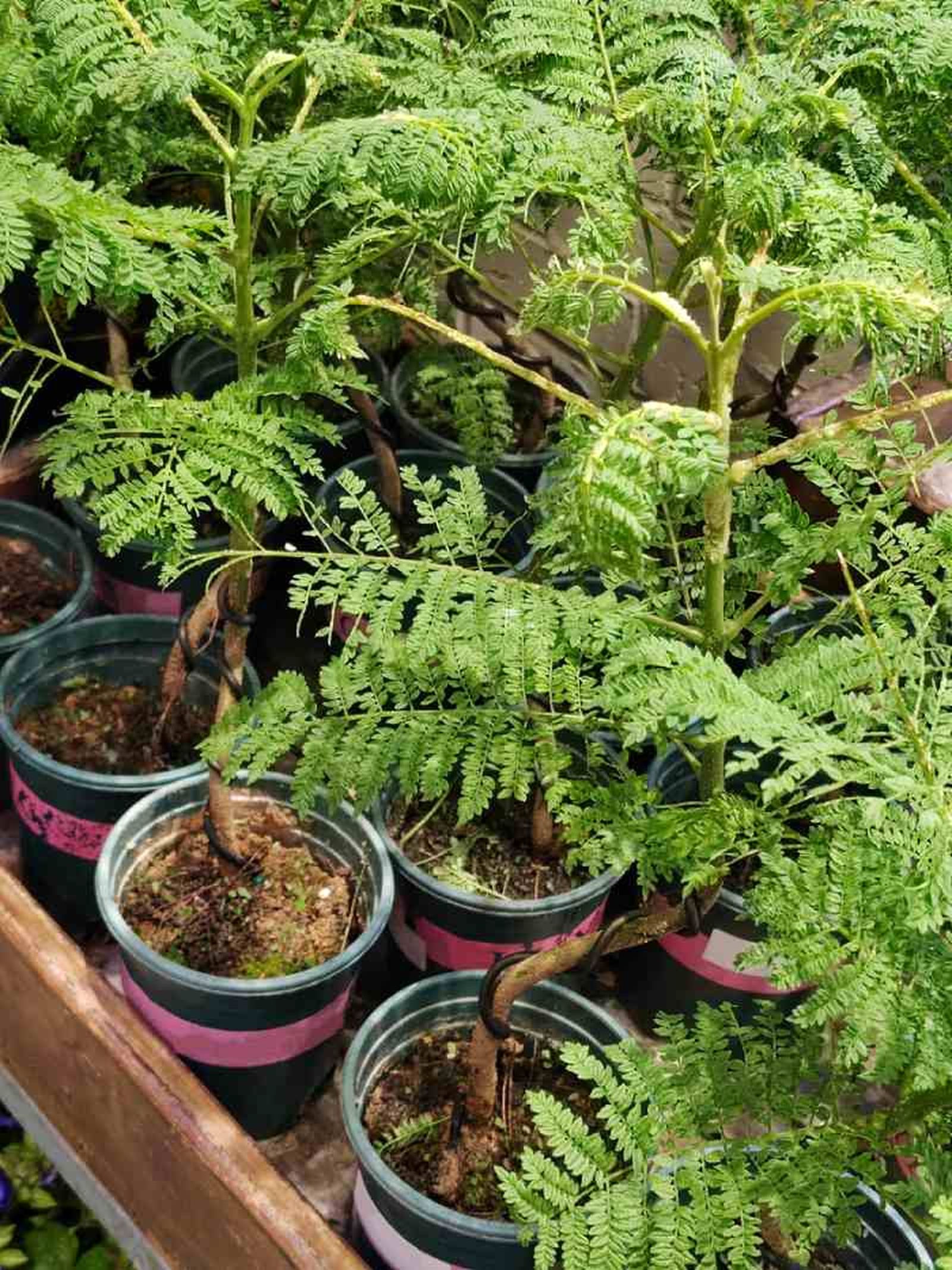 La jacaranda se puede cultivar en tiestos durante sus primeras etapas de crecimiento La jacaranda se puede cultivar en tiestos durante sus primeras etapas de crecimiento