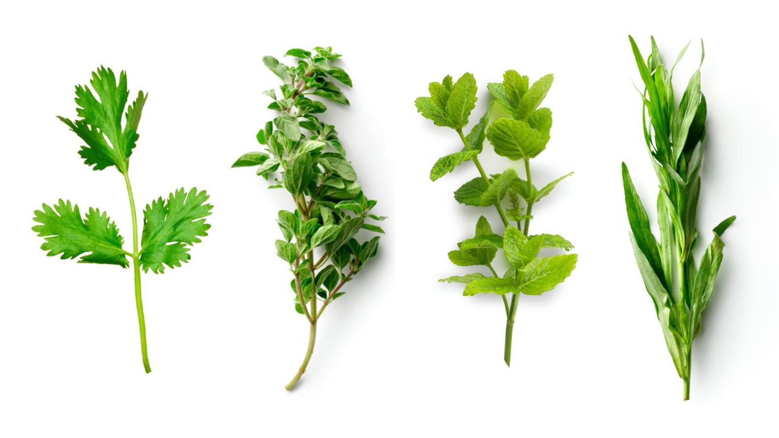 Plantas aromáticas (de izq. a dcha.): Cilantro, orégano, menta y estragón