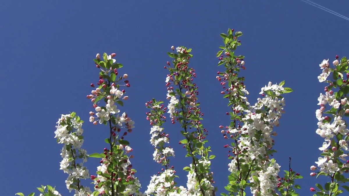 deco735 jardineria manzano malus evereste flores