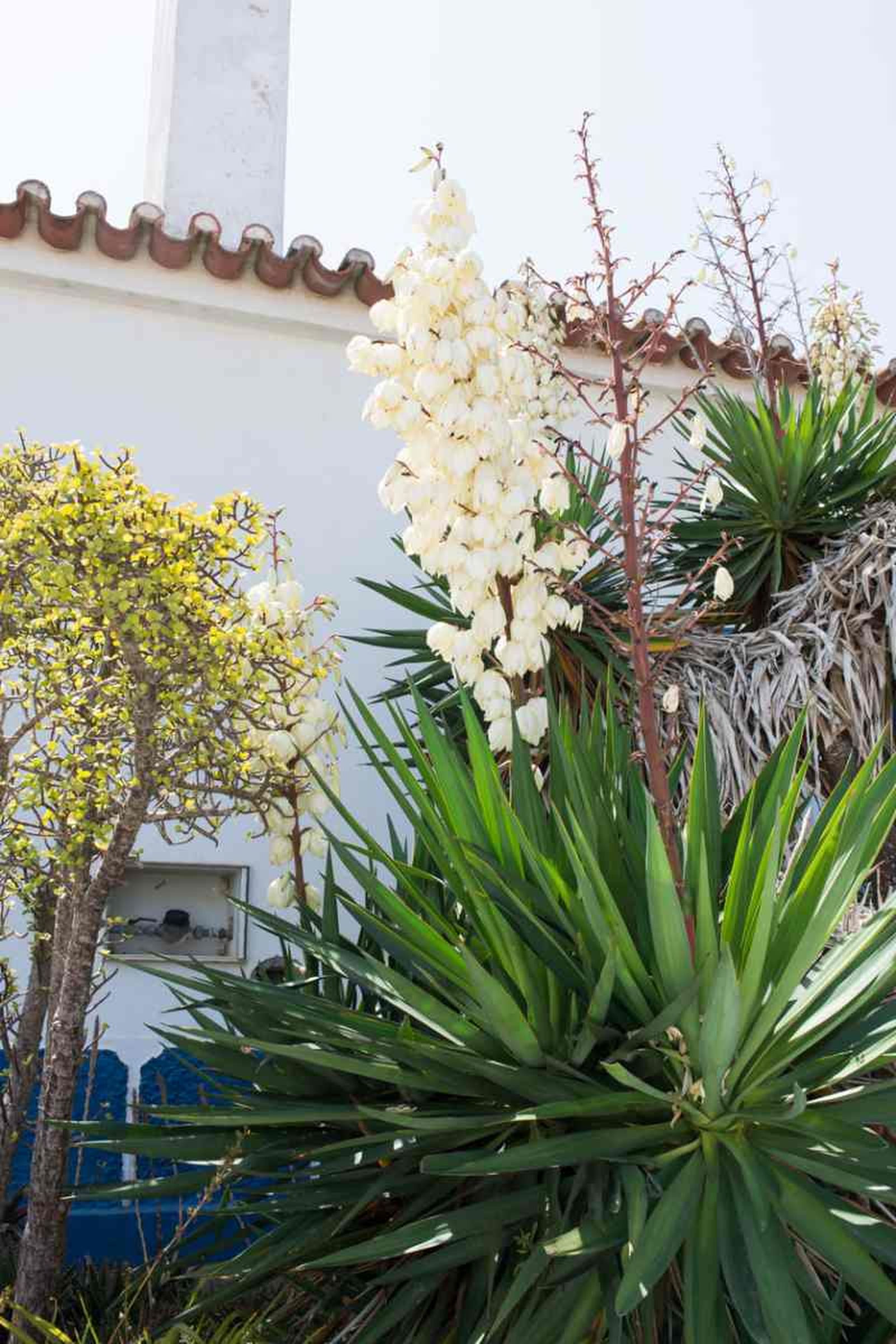 Yucca filamentosa. Yucca filamentosa.