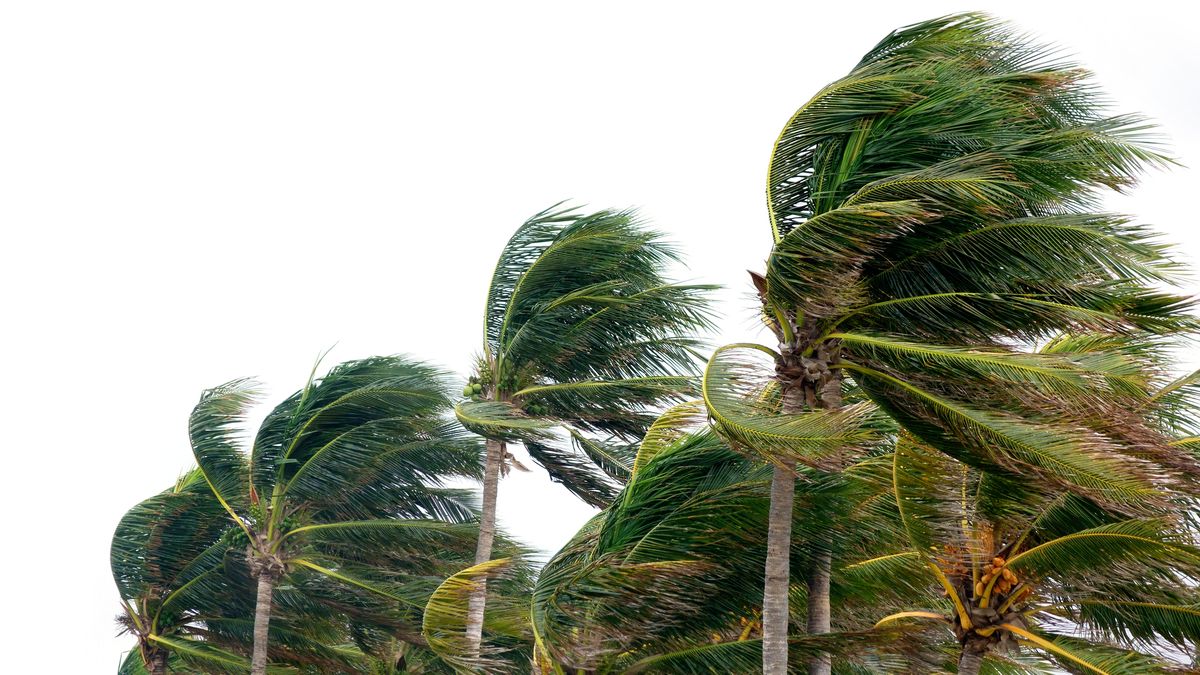 El viento influye en el crecimiento de la planta