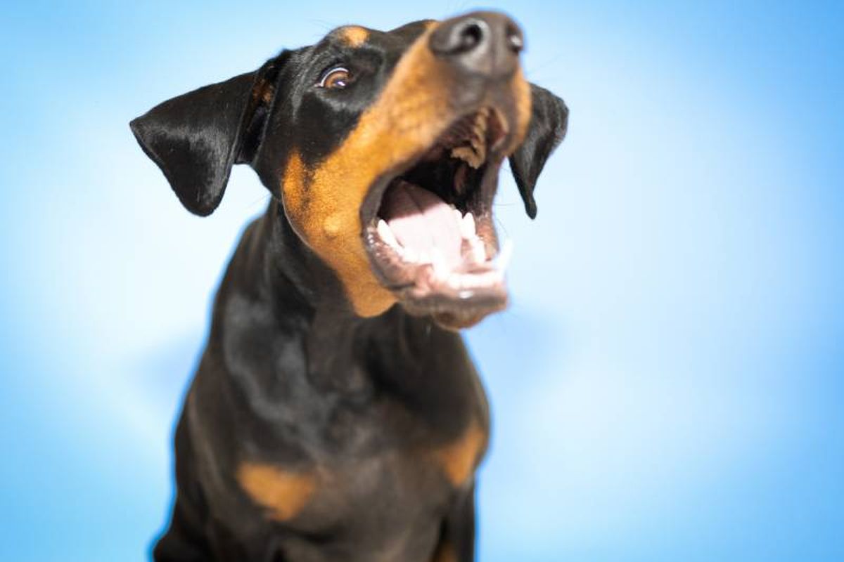 Algunas razas como el bóxer o el pastor alemán pueden ser más recomendables.