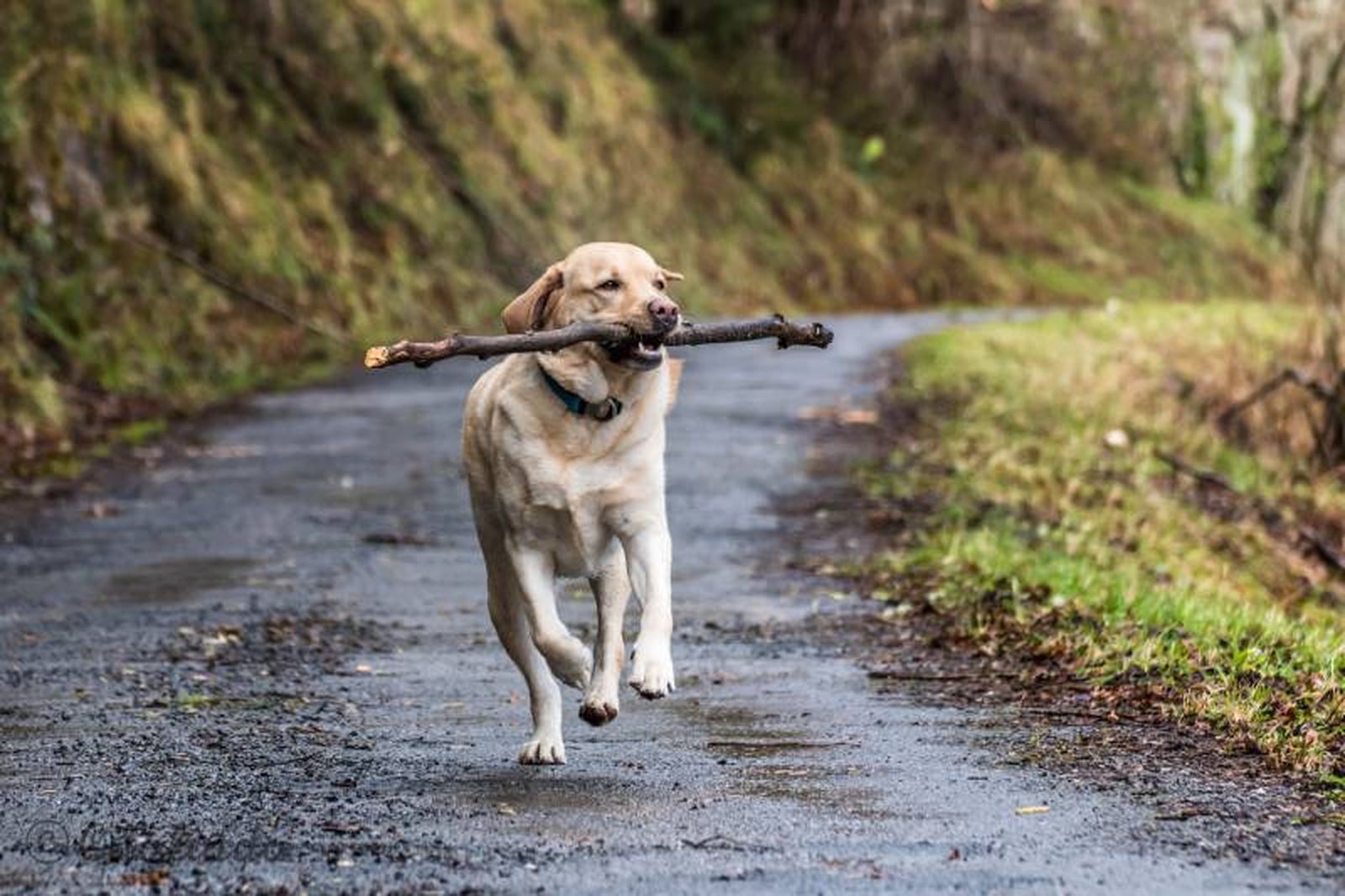 La oferta de hoteles para perros en la diferentes comunidades autónomas de España es amplia y variada La oferta de hoteles para perros en la diferentes comunidades autónomas de España es amplia y variada