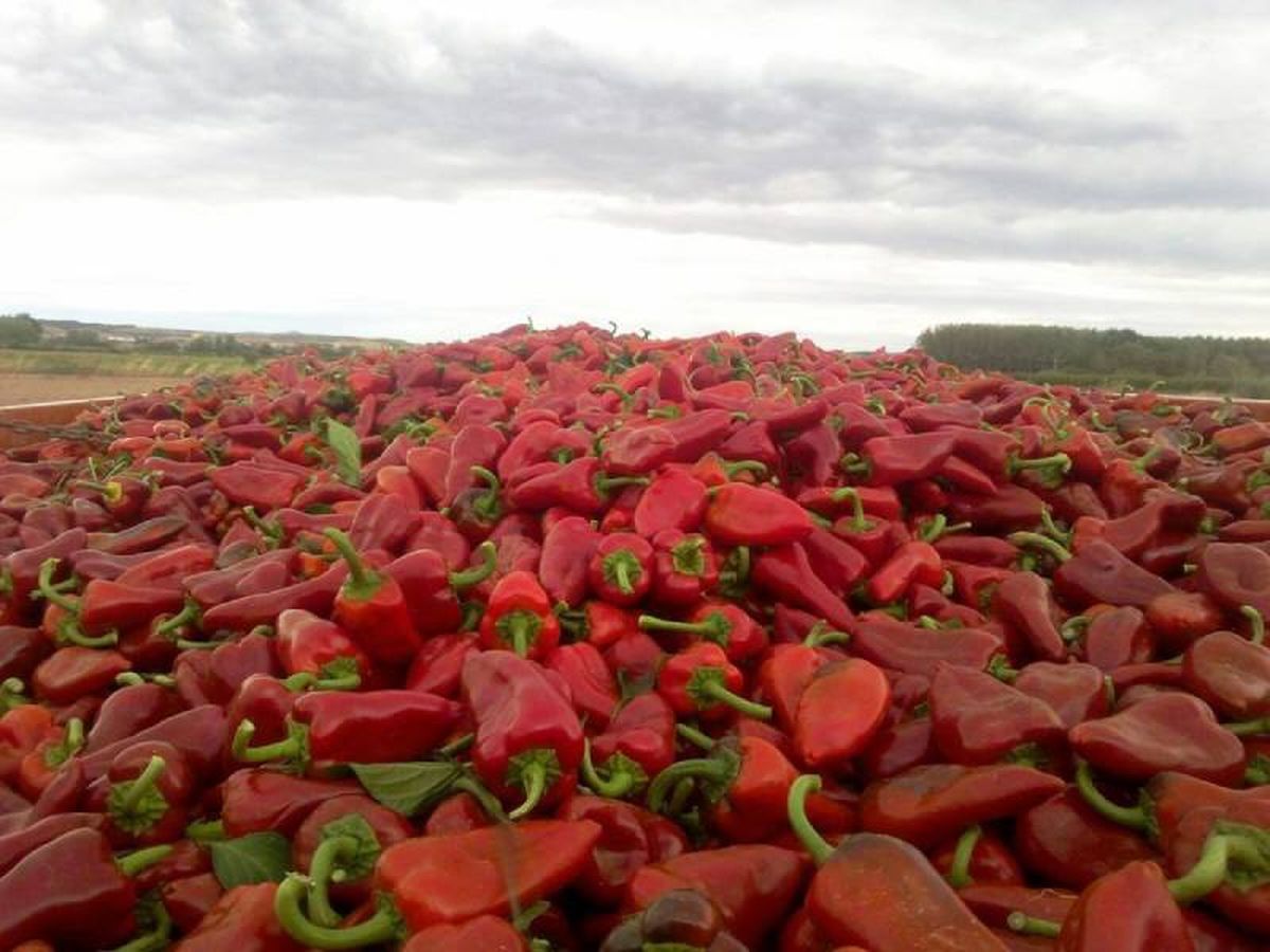 Los Pimientos del piquillo son uno de los productos con DOP
