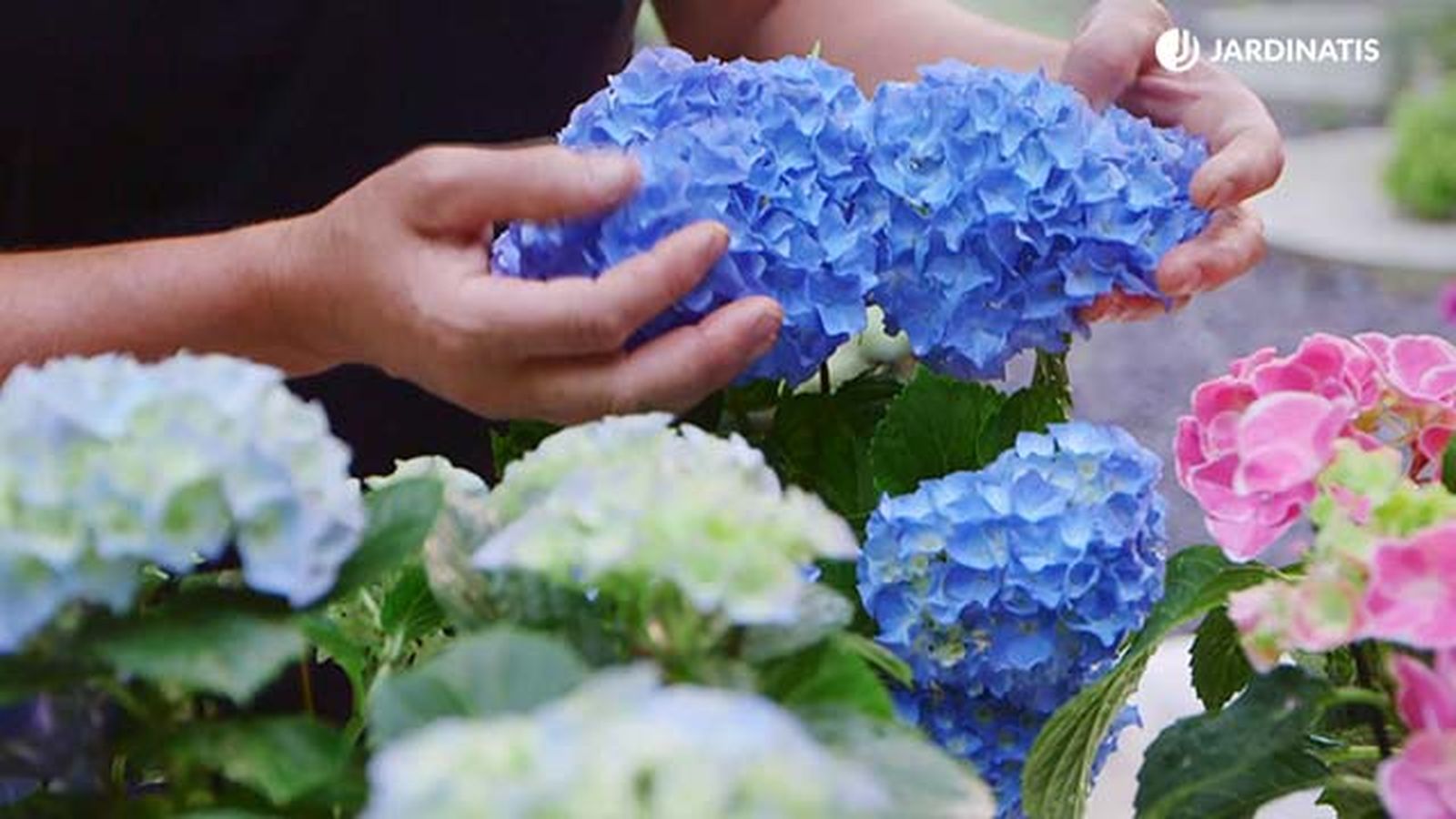 brico 0917 3 potenciar color hortensias variedad azul brico 0917 3 potenciar color hortensias variedad azul