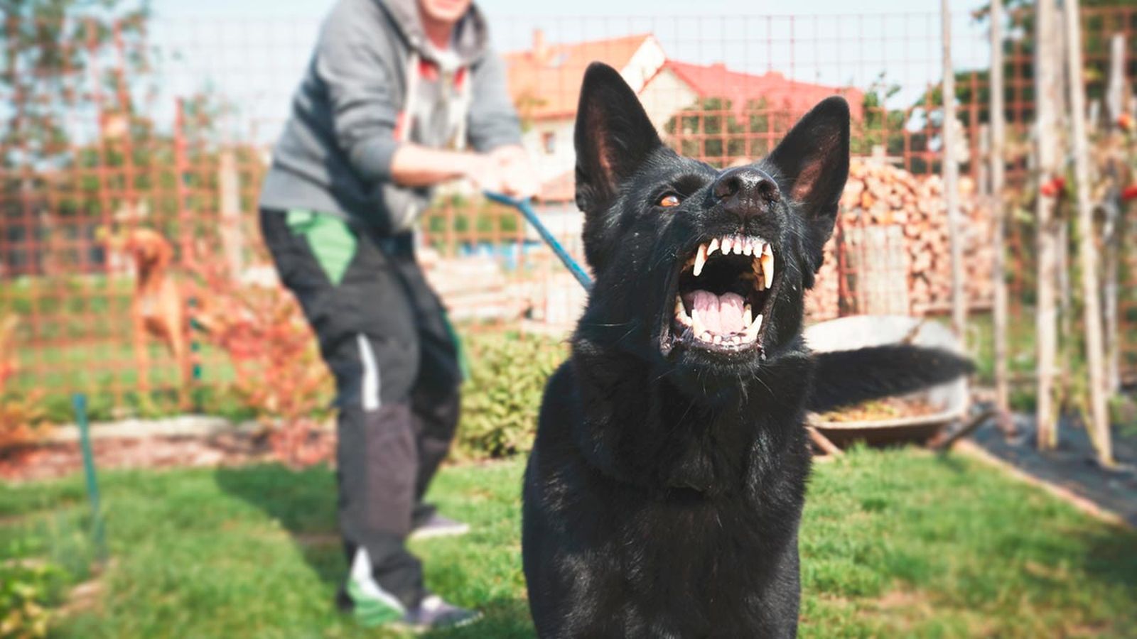 que pasa si mi perro muerde ataca a una persona y le hiere