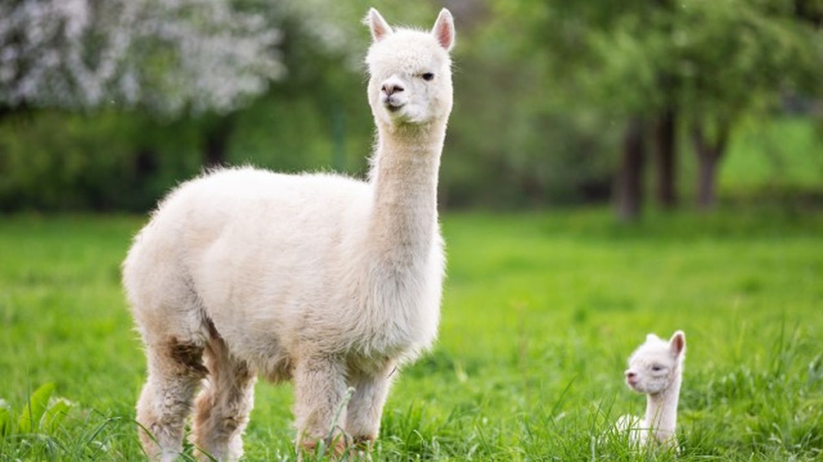 animales que empiezan por l 14