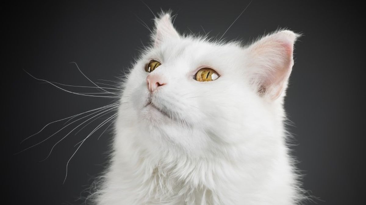 razas de gatos blancos 3